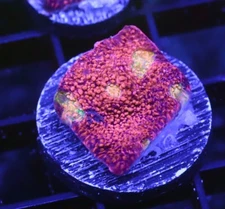 DIYreefer Live Coral WYSIWYG Watermelon Chalice Frag