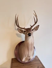 Deer Head Wall Mount With Wooden Base