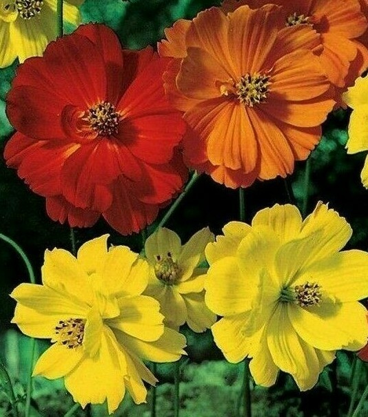 COSMOS SEEDS 100+ BRIGHT LIGHTS FLOWER MIX orange YELLOW ANNUAL