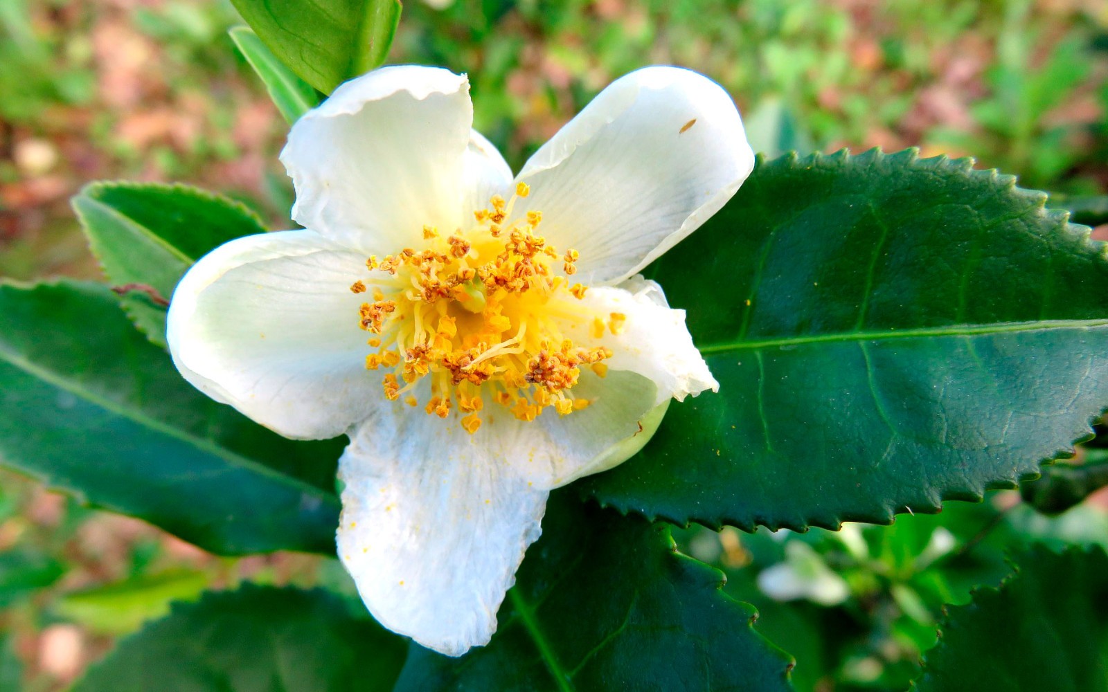 Plant   8 Seeds    Free Shipping Usps Ground!