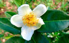 Camellia Sinensis aka Tea Plant   8 seeds 