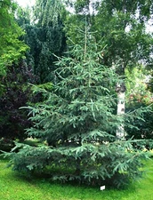 White Sprice (Picea glauca), 50 seeds