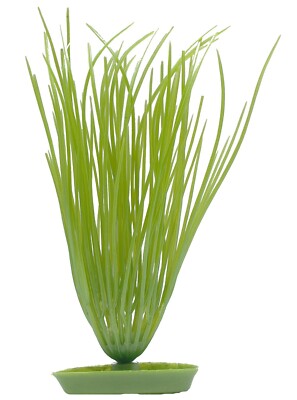 Marina Aquascaper Hairgrass - ca. 20cm hoch