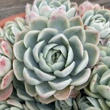 Succulent Echeveria Elegans Mexican Snowball Single Head Cutting Size 1’ to 2”