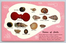 Vintage Names of Shells Postcard Dexter Press Natural Color Nyack NY