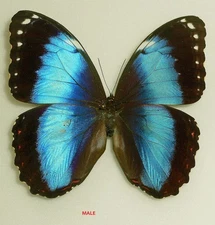 MORPHO HELENOR ACHILLIDES****male**** Dos de Mayo, Argentina (papered)