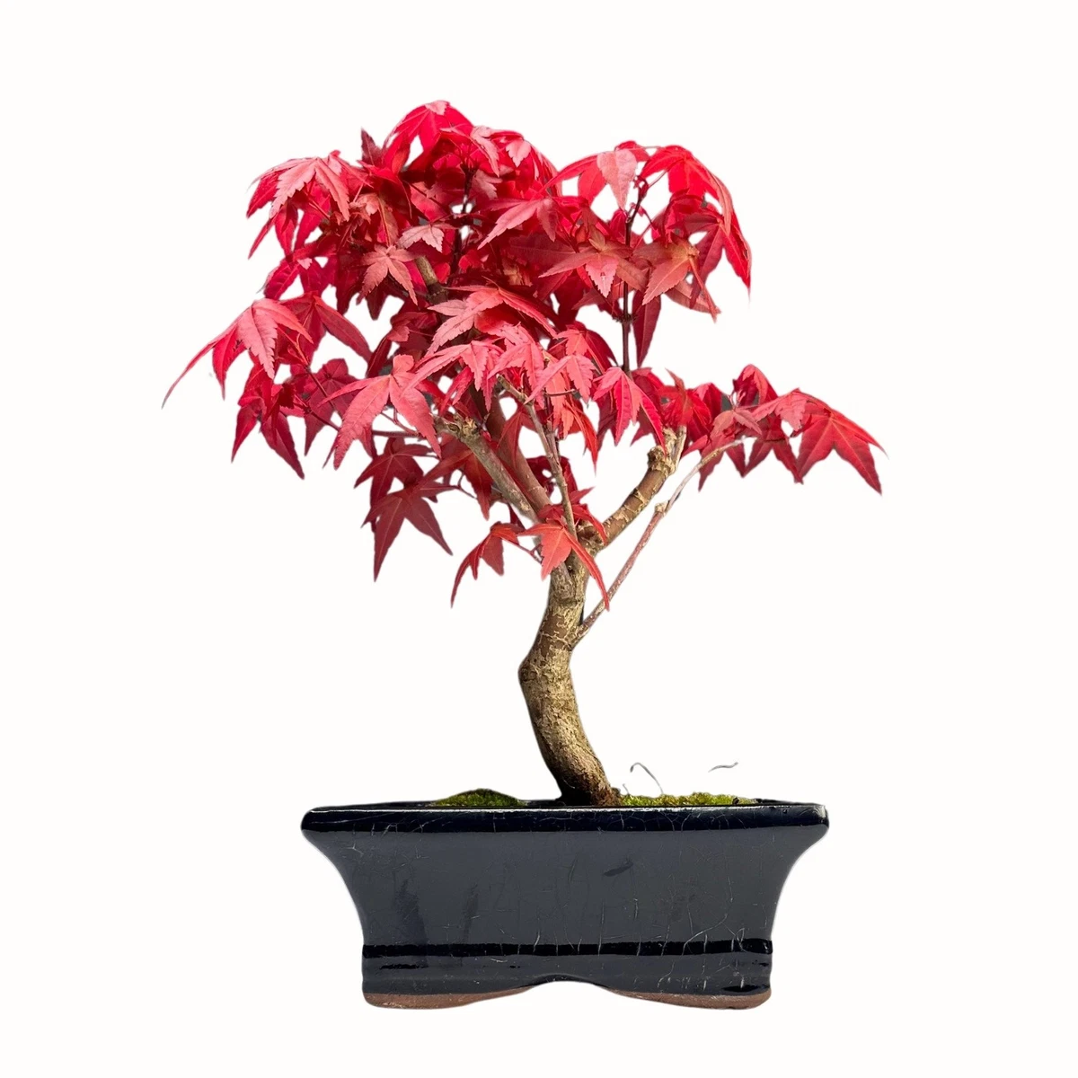 bio gold bonsai Biogold 900 gram – eBonsai