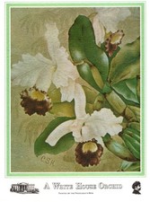 DAR NSDAR A White House Orchid Caroline Harrison Blank Note Cards - Set of 2