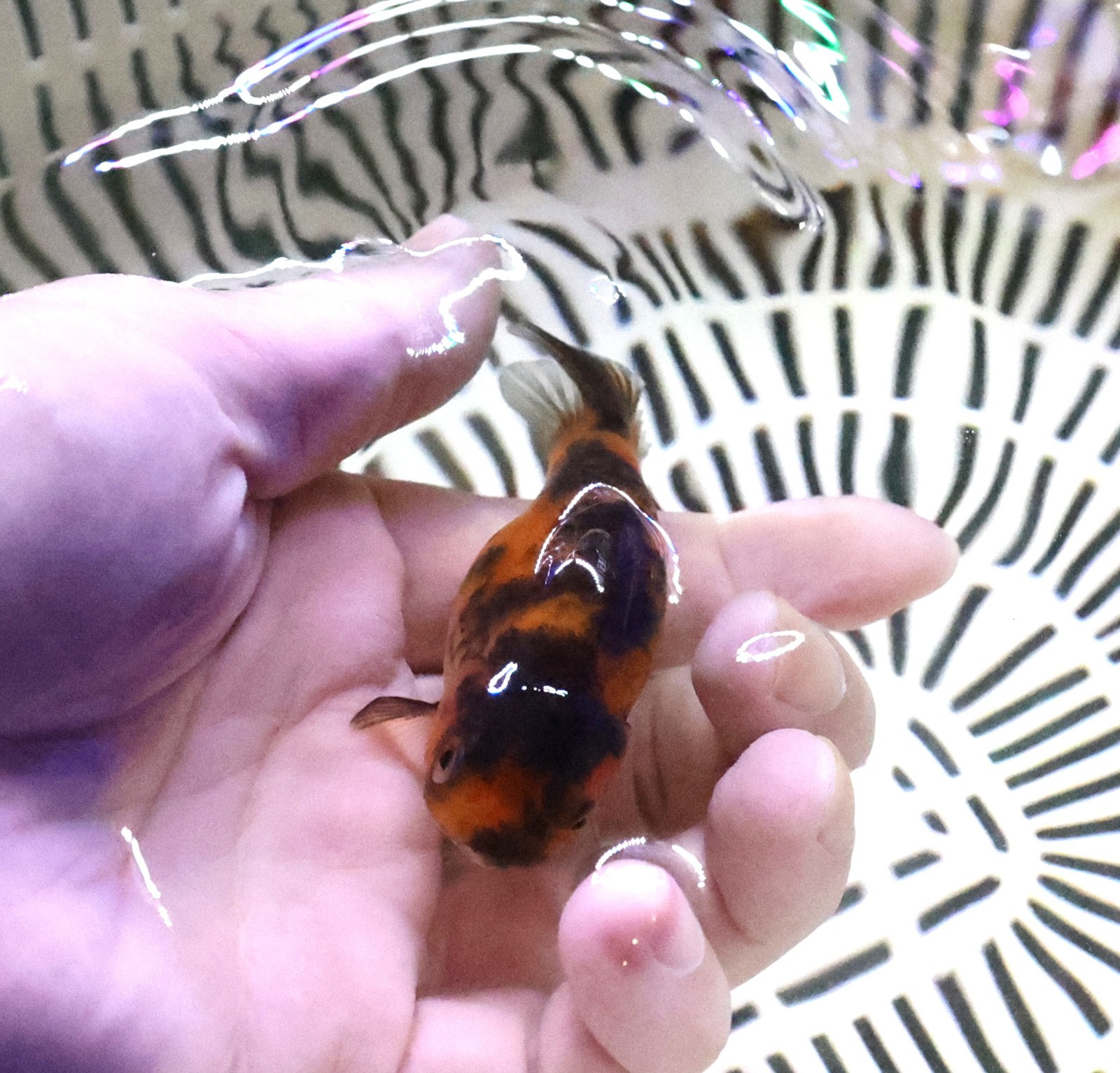 Live Fish 3β inch Ranchu Goldfish BEST DEAL