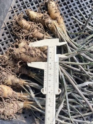 5pcs 2-3cm Caput-medusae Astrophytum RootTuber Succulent Cactus plants