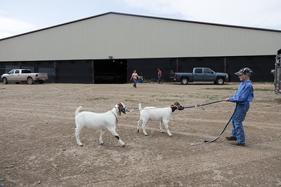 Photo:Kim Colorado 2016 Kolter Cranson 4-H Goat Mustang Pavilion