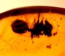 Super RARE Square Headed Ant Genus Zacryptocerus in Dominican Amber Fossil