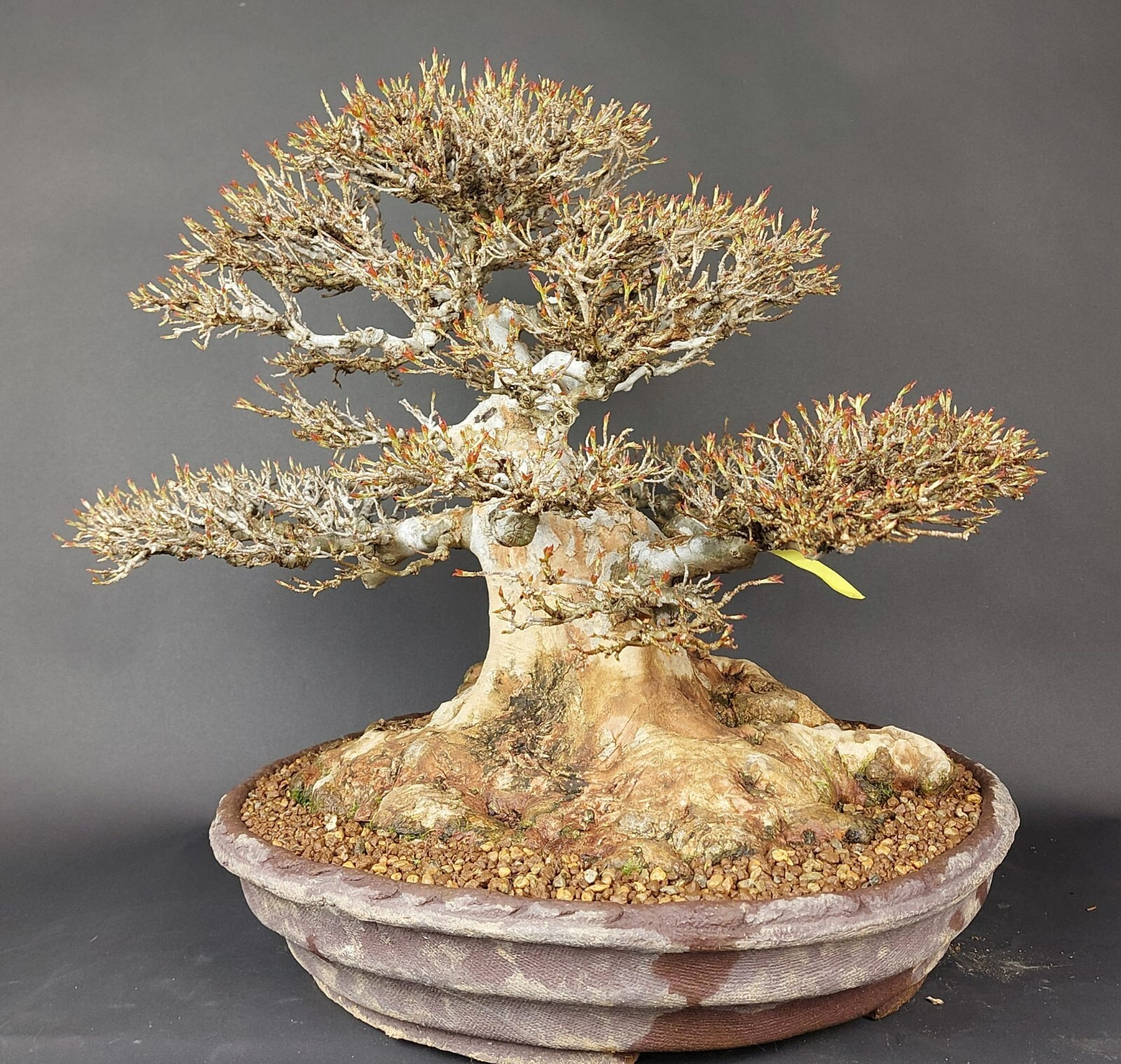 Bonsai Dreispitzahorn, Acer Buergerianum, Japan eBay