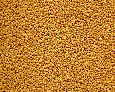 2 kg Senfsaat gelb Senfkörner gelbe Senf Körner feinste Qualität Mustard seed