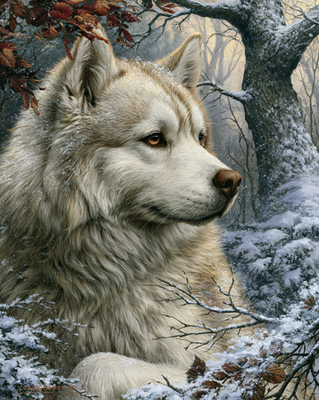 #ad 8x10 White Wolf in Snowy Forest Art Print 502005206 $6.95