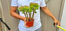 Crassula ovata Jade Succulent Great for Bonsai