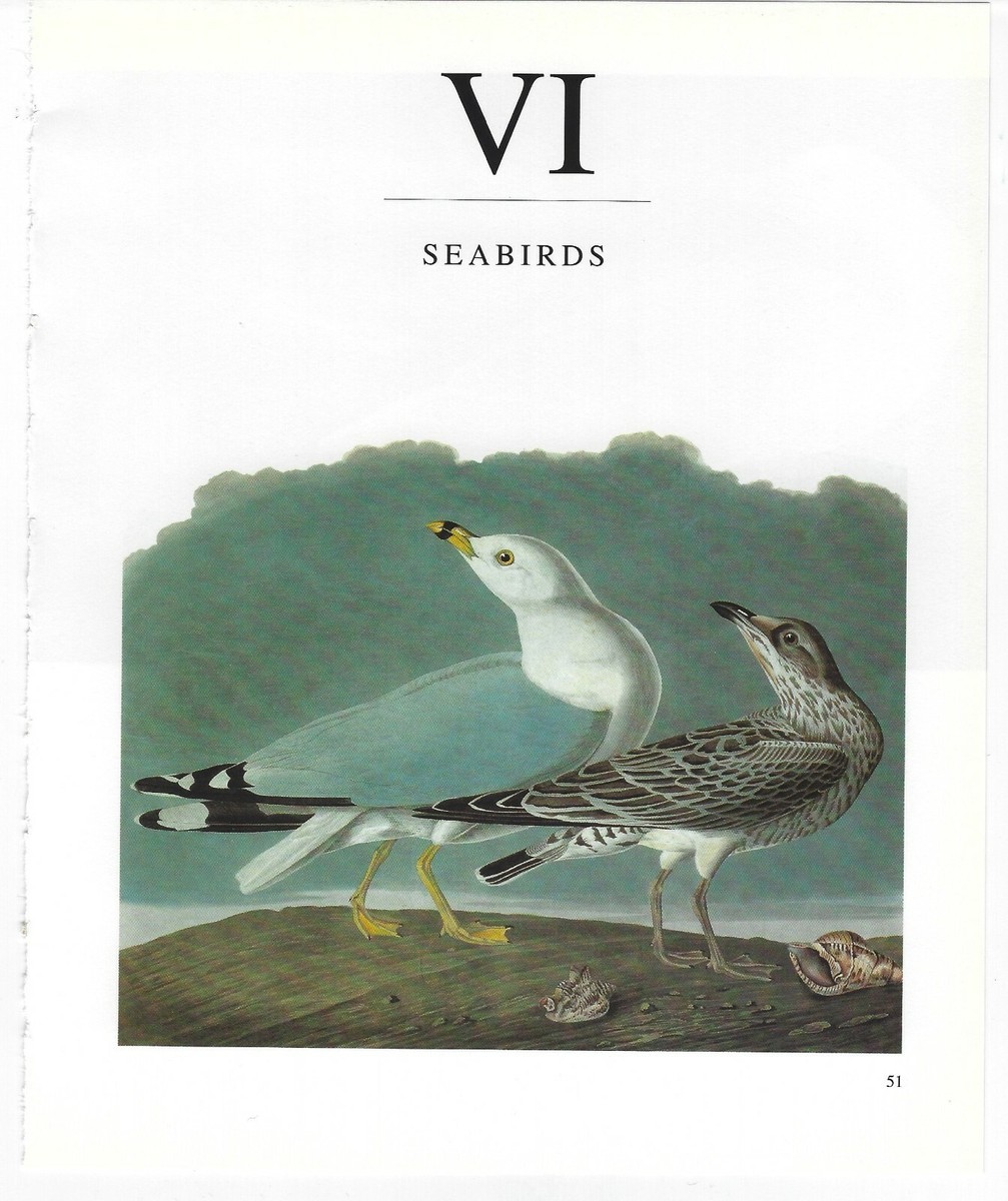 【リトグラフ】オーデュボン「アメリカの鳥類」NO.49 PL.243 単葉 初版 オーデュボンの鳥 『アメリカの鳥類』セレクション