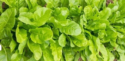 Semillas Hierba De La Paciencia (Rumex Patientia) | 2,45