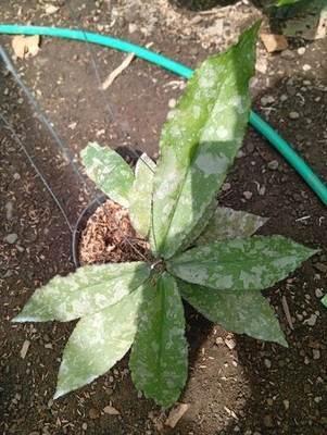 Real Picture Hoya Undulata Silver Splash Rare Plant