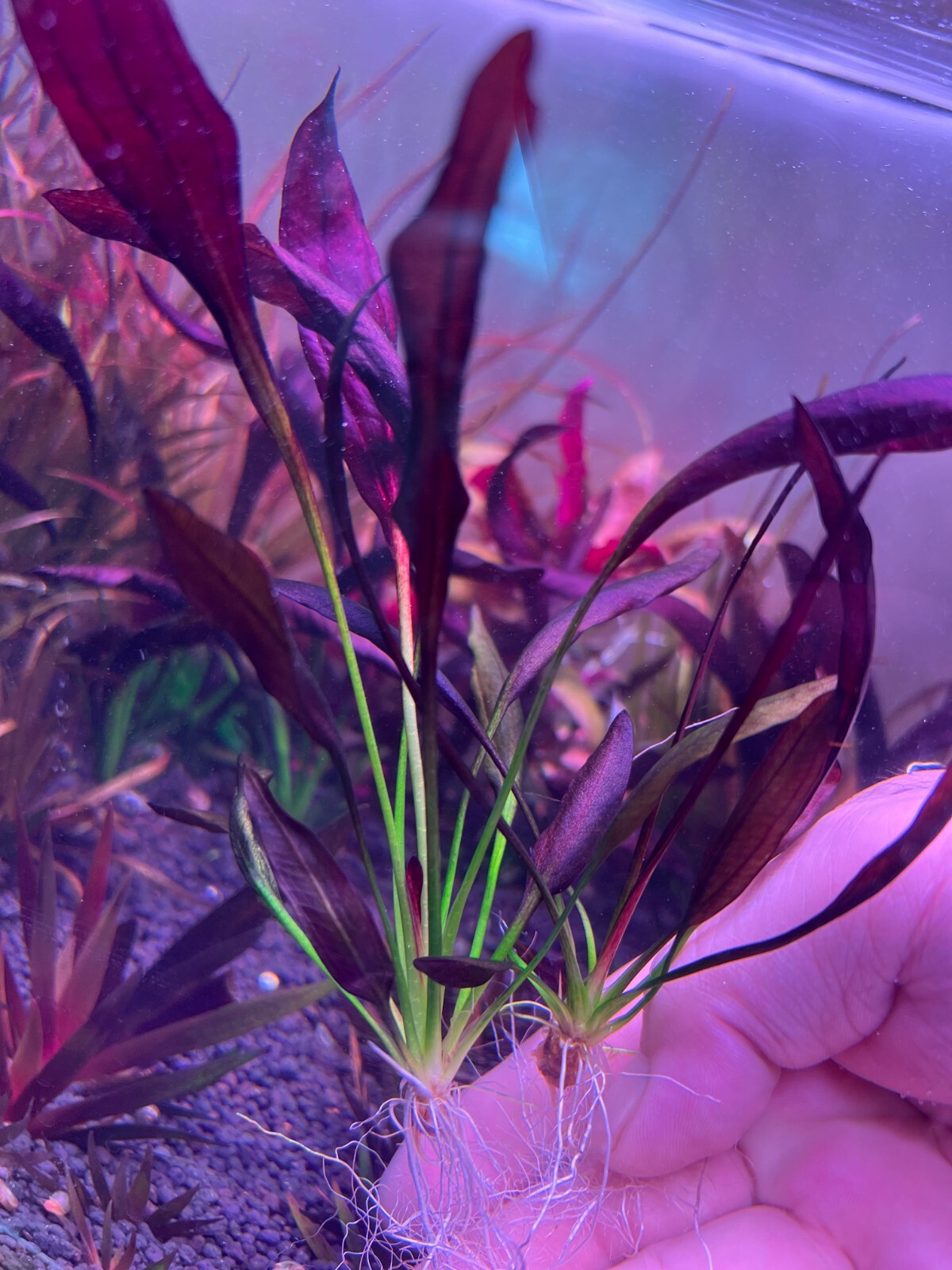 Echinodorus aflame Rare Live Aquarium Plants eBay