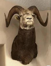 Taxidermy Beautiful  Stone Sheep Shoulder Mount Horn Plugged