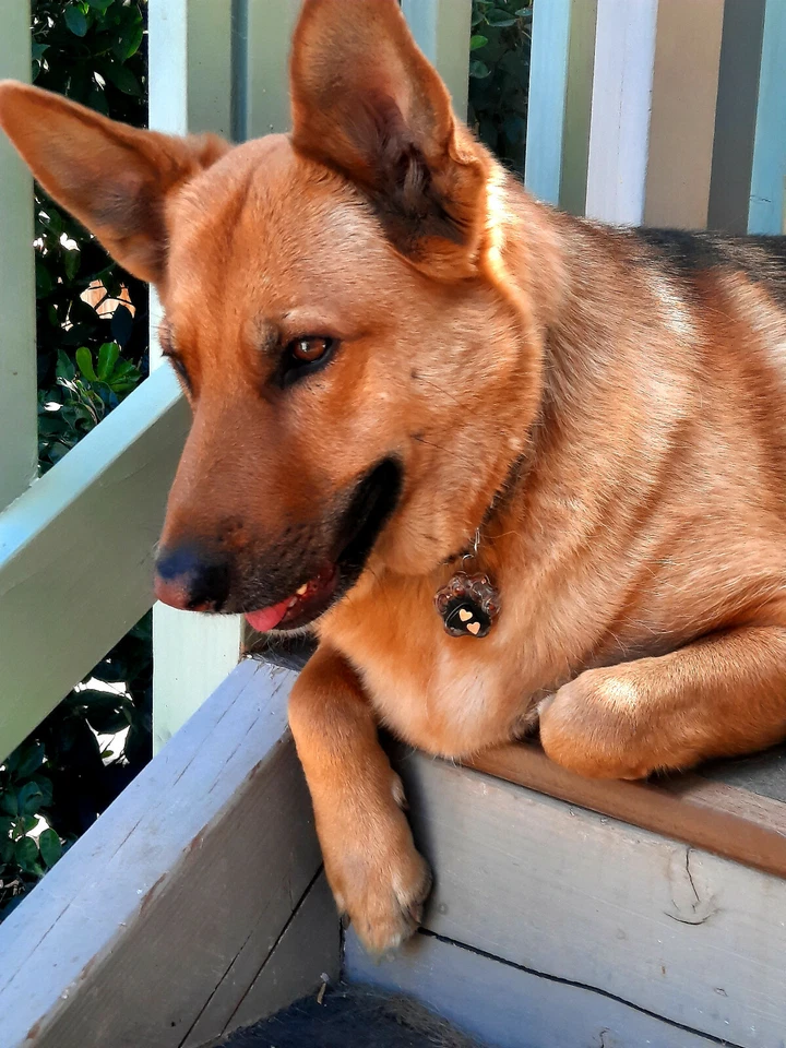 EMF 5G Protección Mascota Perro Dije Orgón/Shungita/Turmalina Negra (Impresión de Pata) Foto 4 de 4