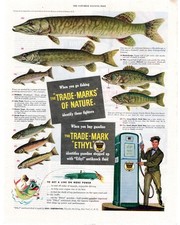 1949 Ethyl Gasoline The "Trade-Marks" of Nature Single Page Print Ad