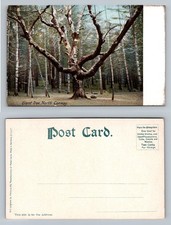 North Conway, NH-New Hampshire, Giant Tree in Forest Scene Vintage Postcard