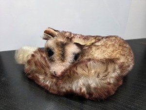 Vintage Steiff Dormy Lying Dormouse 1960s Brown Mohair