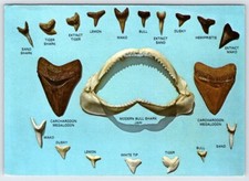 Postcard Florida Coast Shark Teeth Bull Tiger Mako Megalodon Dusky Hemipristis