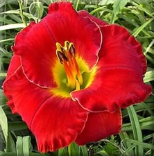 Hoochie Coochie Man   Daylilies 2 fans Return and multiply yearly World's Finest