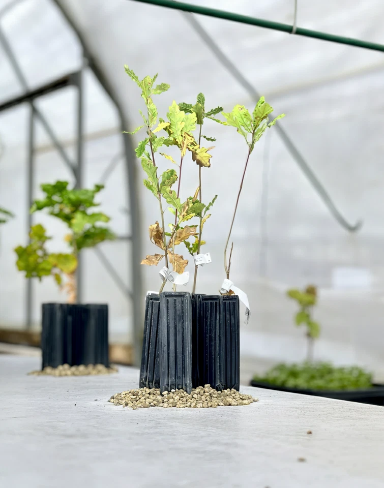 Burgunder Trüffelbaum Deutsche Eiche - Bild 3 von 4