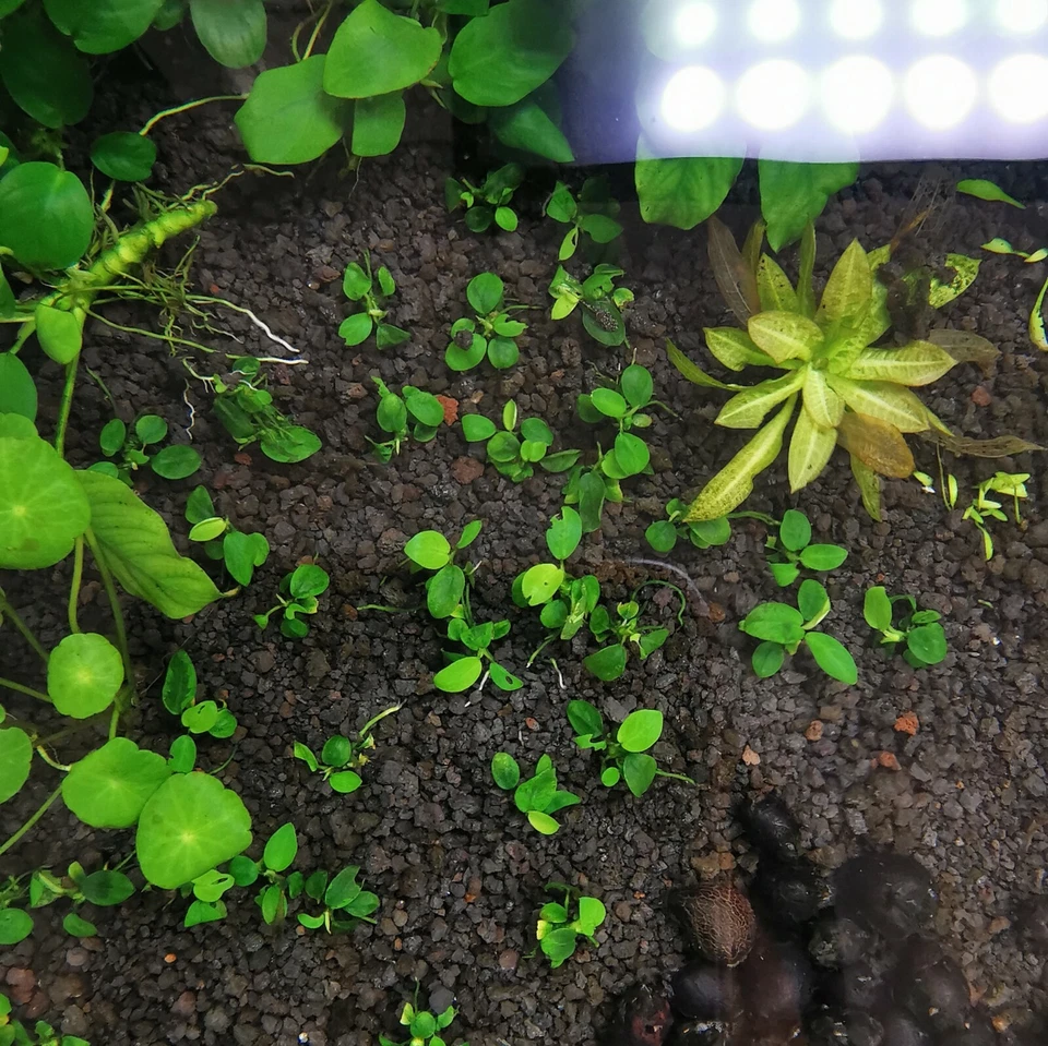 FREE EXPRESS Anubias Nana Petite one Big Clumb (10+ Stem) Aqurium plants - image 3 of 4