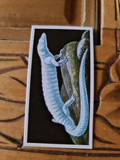 BROOKE BOND-INCREDIBLE CREATURES (**THICK STICKER CARD**) no9