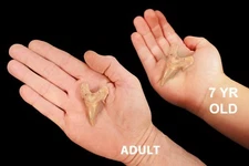 SHARK TOOTH Fossil 1 1/2" Morocco Rough Natural Minerals Rocks Display Specimen