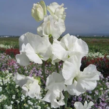 Sweet Pea Seeds Sweet Pea Mammoth White 50 Seeds