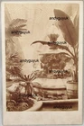 CABINET CARD CRYSTAL PALACE NORTH NAVE POST EXHIBITION FOUNTAIN PLANTS BOTANY