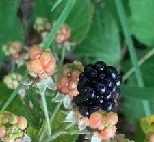 5-Southern Wild Blackberry Bush Live,Starter Plants Bare Root Edible Fruit