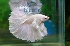 Live Betta Fish Halfmoon HM Platinum White Dumbo High Quality USA