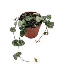 String of Hearts, Ceropegia woodii, in 2 inch Pot Super Cute Great Plant Gift, C