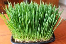 450 Spring Wheat Seeds/ Wheat Grass/ Cover Crop / Cat Grass/ Sprouting/ Organic 