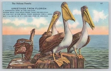 Vintage Greetings From Florida Pelican Family Postcard Tichnor Bros 127