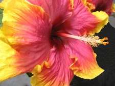 BON TEMP Tropical Exotic Fancy Hibiscus Live Plant Extra Large Hot Pink Yellow