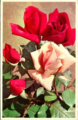 Pink Rose Red Rose bud Blooming Postcard unused (15201)
