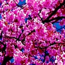 5 JAPANESE SAKURA CHERRY BLOSSOM TREE SEEDS (Prunus sargentii Hardy Flower Plant