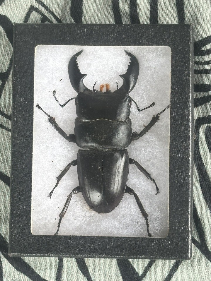 A real Dorcus titanus stag beetle — one of the world's most dramatic-looking insects — professionally framed as wall art that genuinely stops people in their tracks.