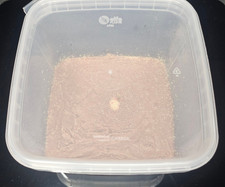 XXL Mature White Springtail Culture - Produces huge amounts in 48oz container