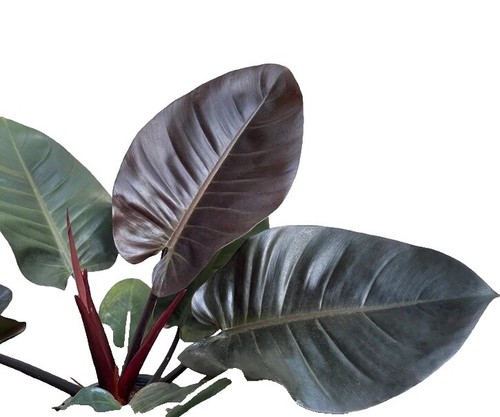 10 Philodendron Verrucosum Tissue Culture Plants | eBay