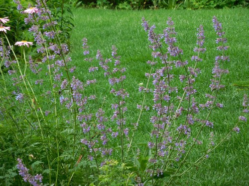 Pflanze/Blume/Staude Katzenminze blau.