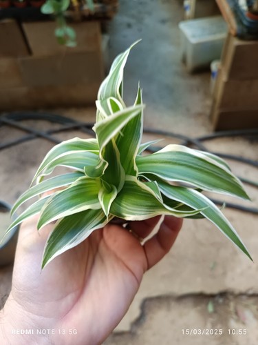 1 Planta MINI Ø5 de Chlorophytum Cintas Mala madre planta - Imagen 2 de 3